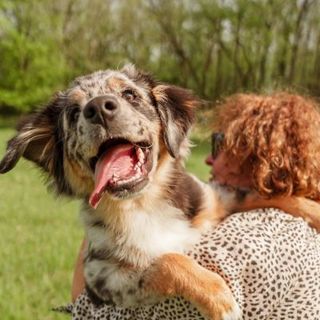 chiot berger australien dans les bras de sa maîtresse