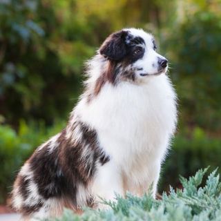 berger américain miniature chocolat et blanc assis devant une forêt