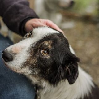 chien noir et blanc qui a peur et qui se fait carresser par son maître