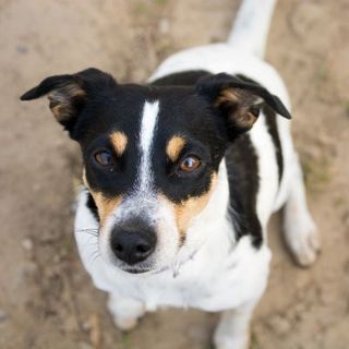 chien tricolore regardant l'appareil