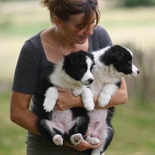 Éleveuse avec ses chiots