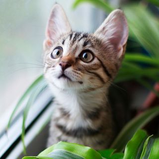 Petit chat en intérieur
