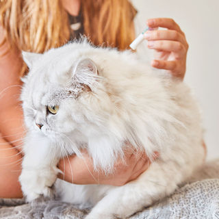 Maîtresse appliquant un anti-puce sur son chat