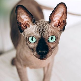 Sphynx, chat hypoallergénique