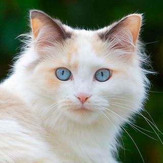 Chat à poil long en extérieur