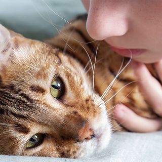 Chat couché à côté de sa maîtresse