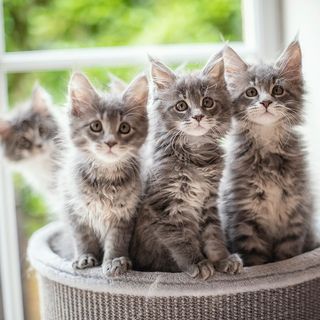 Chatons en intérieur