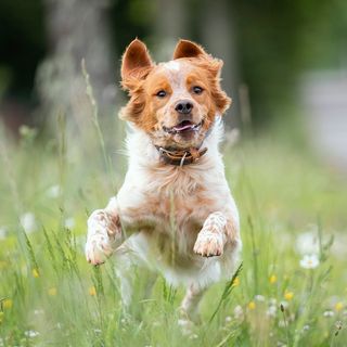 Chien hyperactif en extérieur