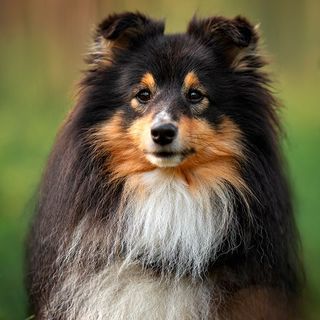 Petit chien à poil long blanc et noir