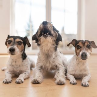 3 chiens dont un qui aboie