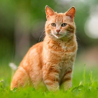 Chat roux en extérieur