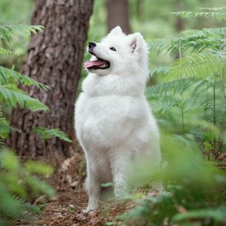 Berger blanc suisse assis dans une forêt