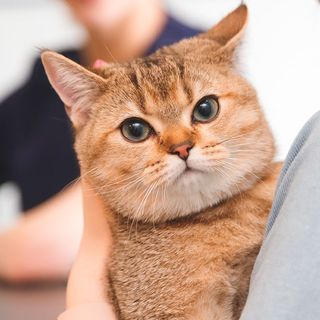 Chat roux dans les bras de sa maîtresse