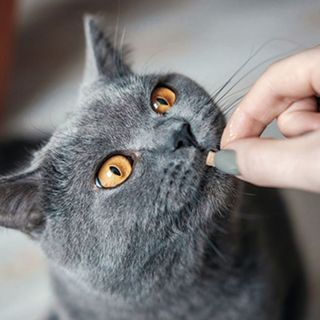 Chartreux prenant son cachet