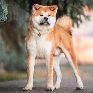 Gros plan sur l'akita inu 