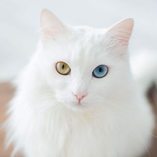 Angora turc aux yeux vairons