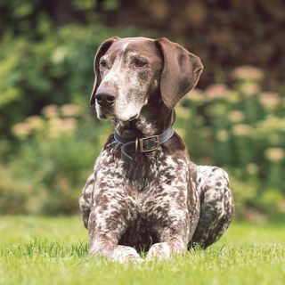 Braque allemand couché en extérieur