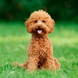 Caniche assis en extérieur