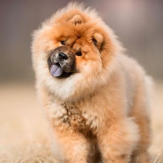 Chow-chow tirant la langue