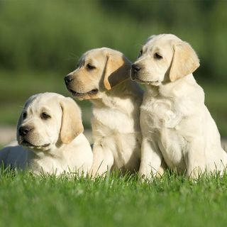 3 labradors