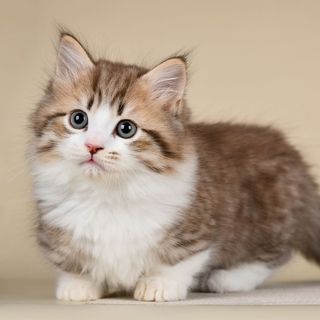 Chaton munchkin