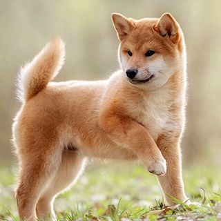 Shiba inu en extérieur