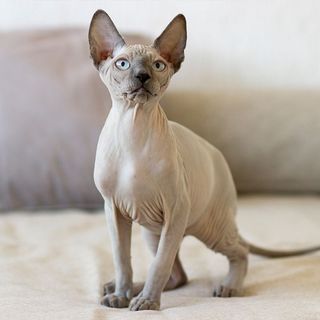Chat sphynx en intérieur