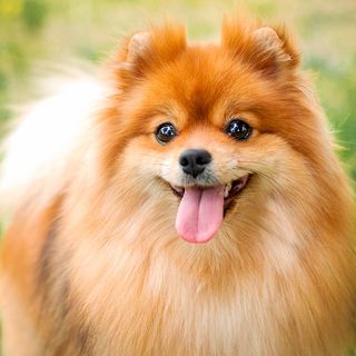 Spitz nain tirant la langue