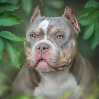 Gros plan sur un american bully