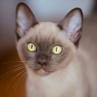 Burmese en gros plan