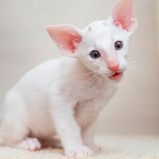 Chaton oriental blanc
