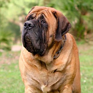 Mastiff