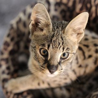 Savannah en intérieur