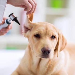 chien ausculté par un vétérinaire