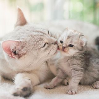 Chatte avec son chaton