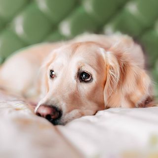 Chien couché sur un lit