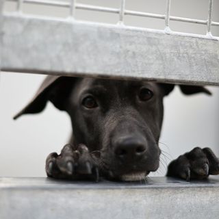 Chien noir en refuge