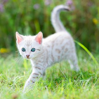 Chaton blanc tigré