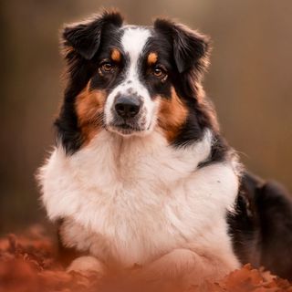 Berger australien couché