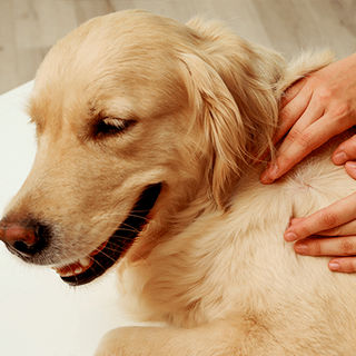 Maître regardant la peau de son chien