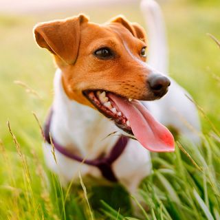 Jack russell la gueule ouverte