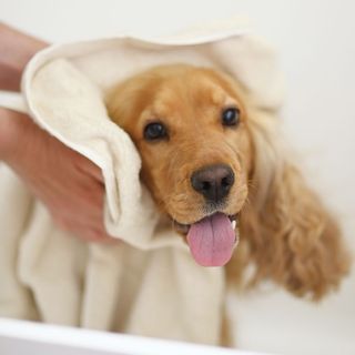 Le toilettage du chien