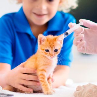 Vaccin chez le chaton