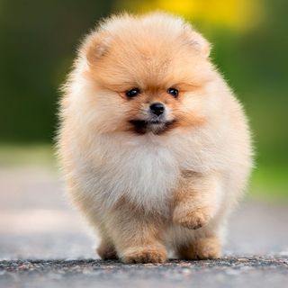 Mini pomeranian
