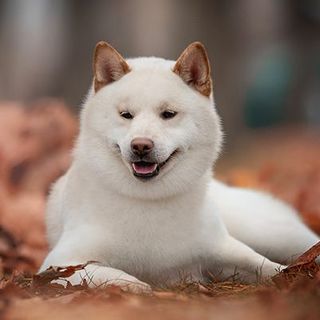 shiba inu blanc allongé dans la forêt