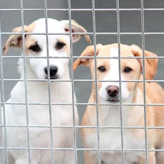 chiens de refuge