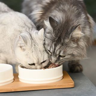 2 chats mangeant dans la même gamelle