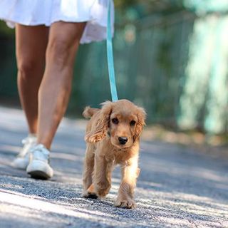 cocker anglais en promenade en laisse