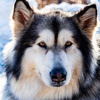 portrait malamute de l'alaska dans la neige