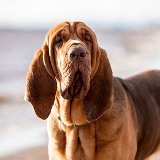 Chien de saint-hubert sur la plage